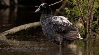 Eurasian Coot Fulica atra with Partial Leucism preens the Feathers after taking a Bath [upl. by Atsyrc969]