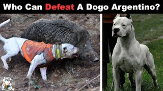 6 Dogs That Could Defeat a Dogo Argentino [upl. by Ehrsam711]