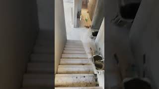 ladder Tile work youtube construction [upl. by Jesh]