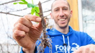 How to Grow a Fig Tree from a Cutting  Propagate Figs for your Garden [upl. by Anoblav]