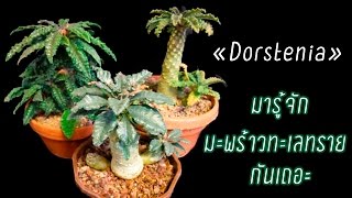 🌵 มะพร้าวทะเลทราย Dorstenia [upl. by Odnalor]