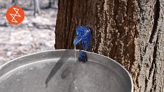 Making Maple Syrup  Où se trouve Garland Sugar Shack [upl. by Hadias240]