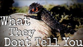 What You NEED To Know Before Getting A Red Eyed Crocodile Skink [upl. by Efrem]