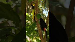 Five Toucan Facts naturepbs toucan animal [upl. by Jodoin]