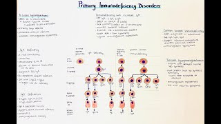 Primary Immune Disorders X linked Agammaglobulinemia Inborn errors of immunity Pediatrics [upl. by Joanna196]