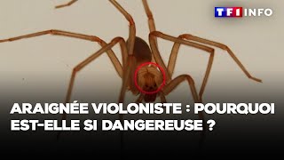 Araignée violoniste  pourquoi estelle si dangereuse [upl. by Zinnes]