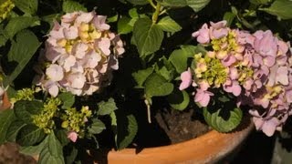 How to Replant Hydrangeas  Garden Savvy [upl. by Airtemak650]