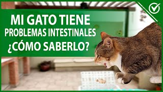 🐱 Ácaros en gatos Qué son Tipos Síntomas y Tratamiento 🐱 [upl. by Yearwood]