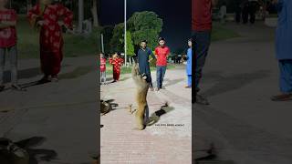 Funny monkey acting 😝😂🐒funnymonkey funny shorts [upl. by Erimahs]