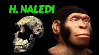 Homo Naledi  Archaic Human Species in the Cradle of Humanity [upl. by Narad442]