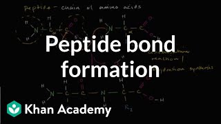 Peptide bond formation  Macromolecules  Biology  Khan Academy [upl. by Kiraa]