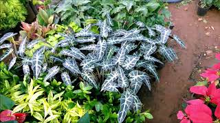 Nursery in Hyderabad  Plants Nursery Tour  My Home Garden Part  6 [upl. by Pomeroy]