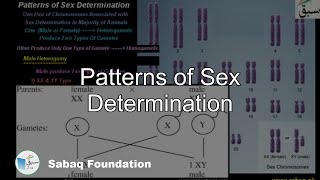 Patterns of Sex Determination Biology Lecture  Sabaqpk [upl. by Tjaden]