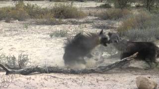 Brown Hyena territorial fight [upl. by Lavoie605]