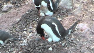 Eselspinguine brüten [upl. by Annaerdna]