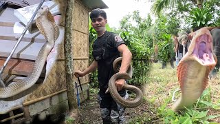 MGA NAKAKATAKOT NA COBRA SA FARM MY MGA NAPATAY NA [upl. by Relyat]