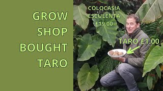 How to Grow Colocasia Esculenta from Taro Bulbs  UK Exotic Tropical Garden Plants [upl. by Retloc]