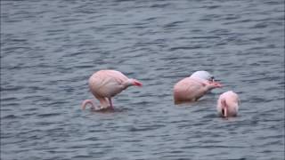 Flamingos flying  Flamingos vliegen Phoenicopteridae spec [upl. by Pergrim]