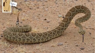 Mojave Green Rattlesnake [upl. by Enneibaf]