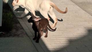 Cute Oscar a Oriental Shorthair Havana kitten [upl. by Elimay504]