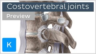 Costovertebral joints and ligaments preview  Human Anatomy  Kenhub [upl. by Stiegler]