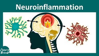 Neuroinflammation  Role of microglia in Neuroinflammation [upl. by Einaffets445]