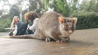 wild ringtailed possum [upl. by Mattland]