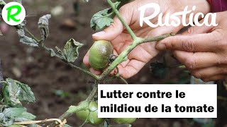 Comment lutter contre le mildiou de la tomate [upl. by Leahcimnaes]