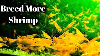 MAXIMUM Shrimp Breeding  Feed Like This [upl. by Fae]