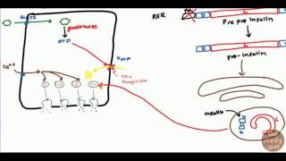 Diabetes Mellitus Type 2 for USMLE Step 1 and USMLE Step 2 [upl. by Chaille]