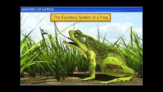 CBSE Class 11 Biology  Anatomy of Frog  By Shiksha House [upl. by Kliment]