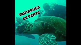 Tartaruga de Pente  Eretmochelys imbricata  Projeto Tamar [upl. by Nomyar]