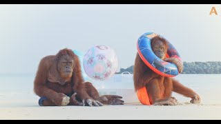 Animalia  The Orangutans chill out at the beach [upl. by Aronel]