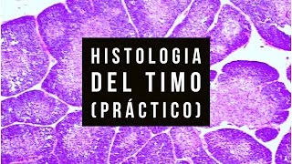 Histologia del Timo práctico [upl. by Vinson627]