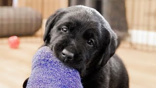 Labrador Puppies Just Like To Chew Your Toes [upl. by Maire]