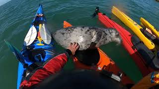 PHCC Anglesea 24 SOUTH AND NORTH STACKSEAL [upl. by Maighdlin]