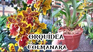 Orquídea COLMANARAConheça um pouco mais sobre essa linda orquideareplante dicas cultivo [upl. by Cai632]