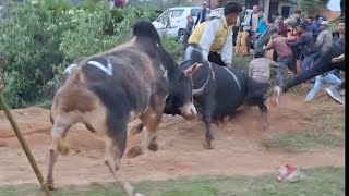 Mukhla vs Bloin boi  khliehumbuit  iadawmasi today  iaturmasi today bullfighting [upl. by Maleki]