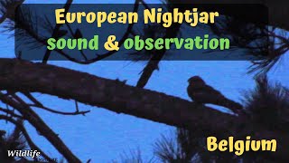 European nightjar caprimulgus europaeus sound and observation in Belgium  Europese nachtzwaluw [upl. by Ninnahc]