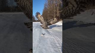 nighthawk hunting 獵食 ！！wildlife [upl. by Daryl]