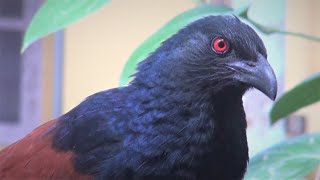 Greater Coucal making sound [upl. by Aeki]