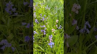 Walk among the bluebells  Horniman Museum and Gardens [upl. by Nylegna]