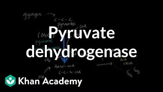 Regulation of Pyruvate Dehydrogenase [upl. by Netsrik808]