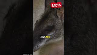 5 Amazing Facts About Kangaroos 🦘✨ [upl. by Erodaeht705]