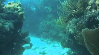 Looe Key Reef Resort Dive amp Snorkel Center in Looe Key Florida Keys  a Conch Records video [upl. by Ahsatal440]