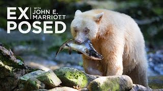 Rare SPIRIT BEARS in the Great Bear Rainforest  EXPOSED Wildlife Photography  EP 06 [upl. by Lull]