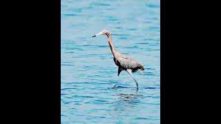 Reddish Egrets Fishing Dance birds reddishegrets fishingdanceofreddishegrets wildlife [upl. by Cami530]