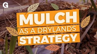 Mulch as a Drylands Strategy [upl. by Enitsirk]