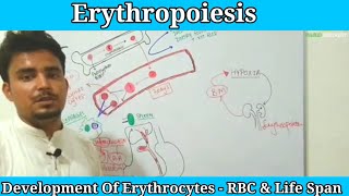 ErythropoiesisRed blood cell formation Development of red blood cells RBCHematopoiesis [upl. by Tennaj]