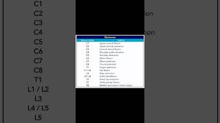 Myotomes of body anatomy physiotherapy viralshorts [upl. by Dukie]